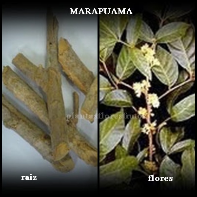 aloe para próstata
